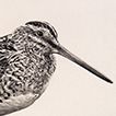 snipe drawing